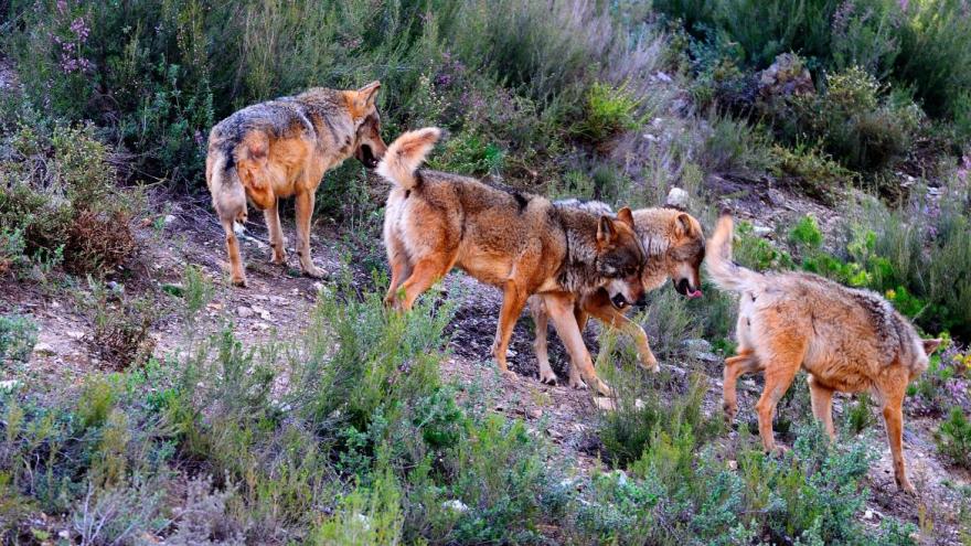 Foto lobos