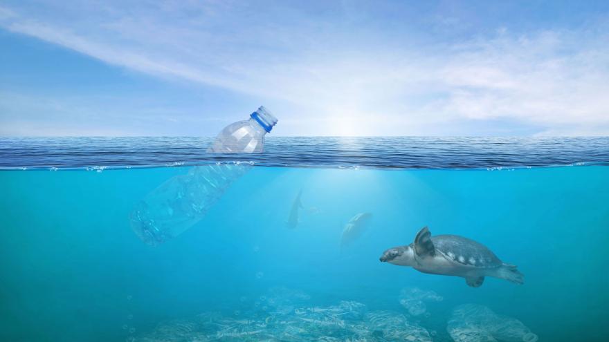 Plástico mar naturaleza tortuga agua