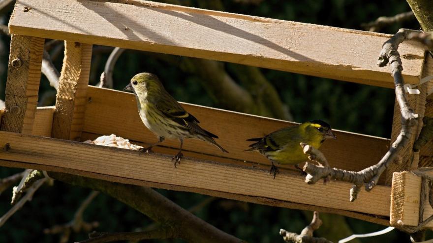 Dos pájaros en comedero