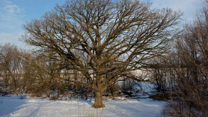 Foto árbol anciano