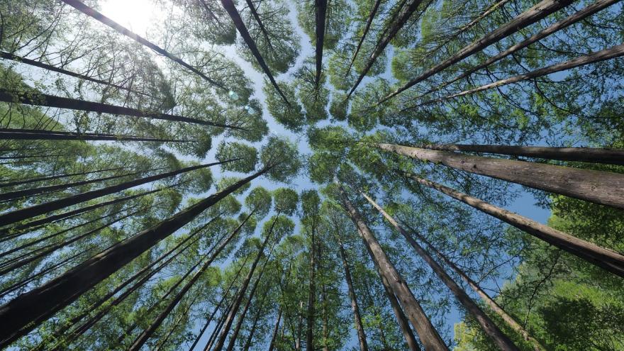 Foto bosque sano