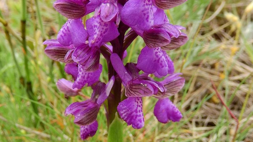 Imagen de orquídeas