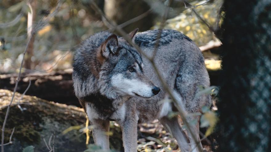 Un lobo en el bosque