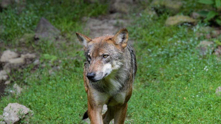 Foto lobo