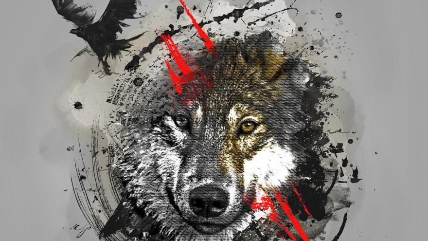 Foto lobo