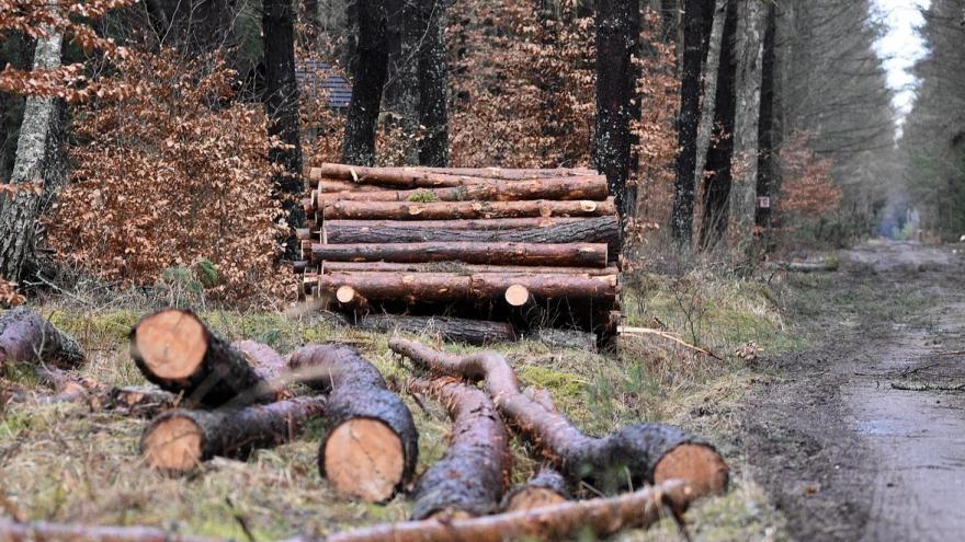 Imagen leña en el bosque