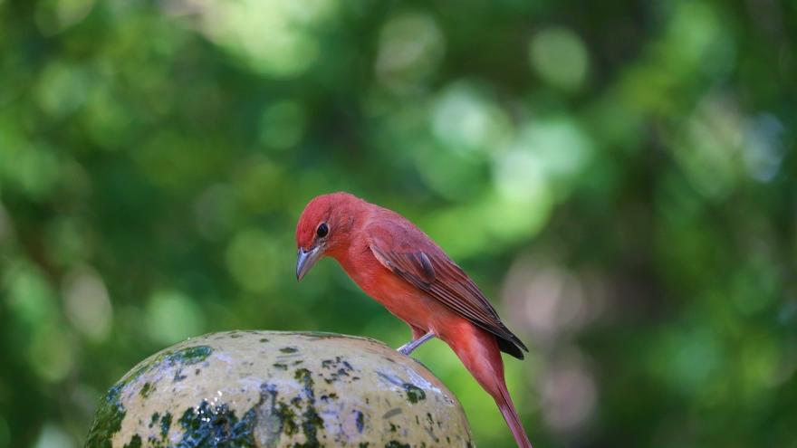 Pájaro naranja sobre fondo verde