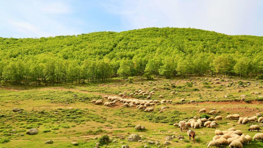 campo con ovejas