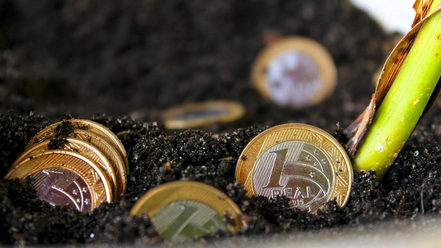 monedas de euros plantados en tierra al lado de planta verde