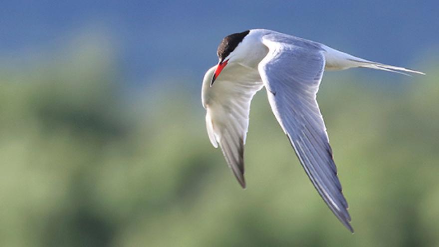 aves sierra