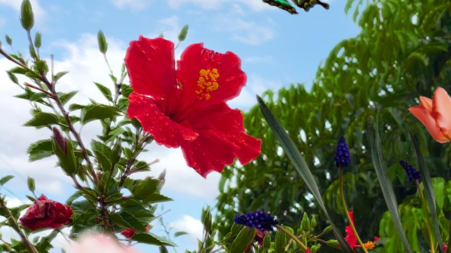 mariposas_taller_oasis
