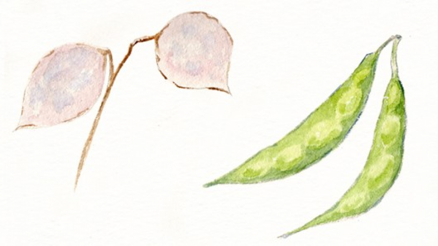 TALLER FRUTOS Y SEMILLAS