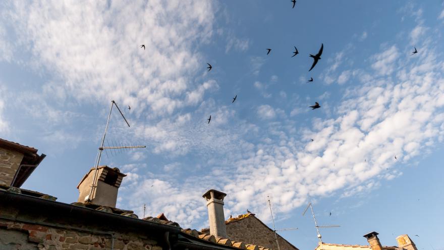 Un techo con vencejos volando en la cercanía