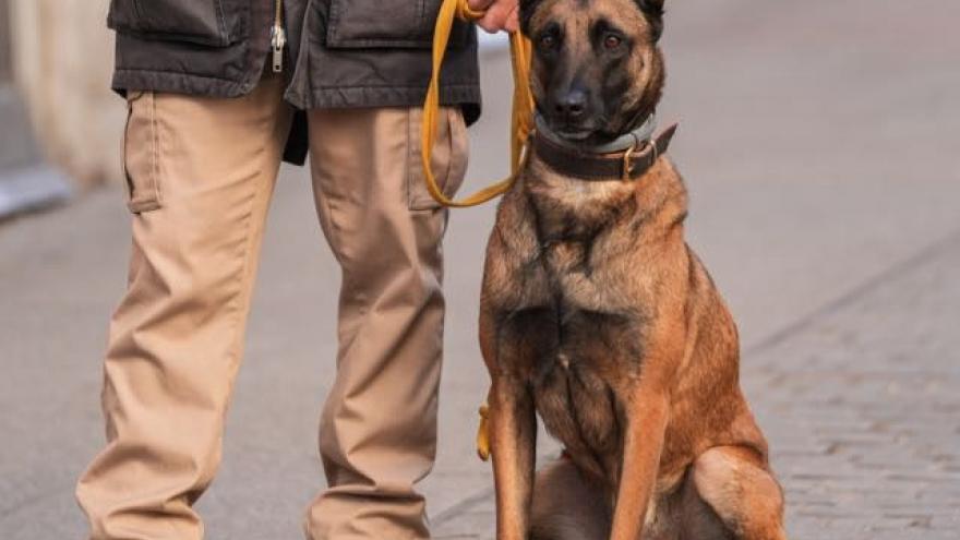 Perro brigada canina
