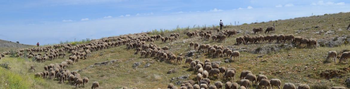 dLana Un rebaño de ovejas con el pastor al fondo