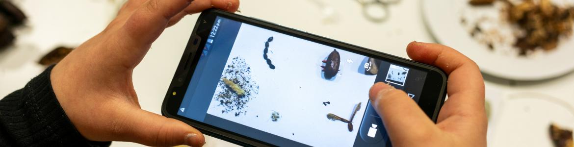 Manos infantiles que sujetan un móvil para hacer una foto de unas flores y hojas