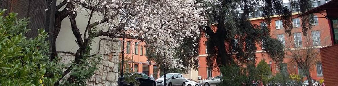 Conservatorio de Amaniel