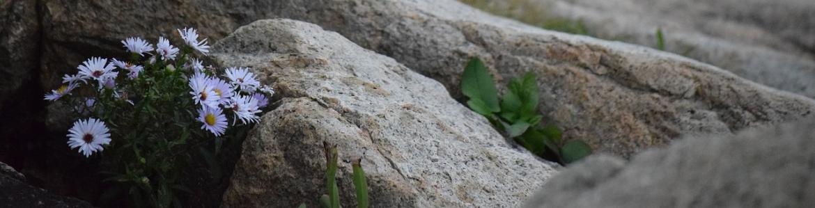 imagen de rocas con flores