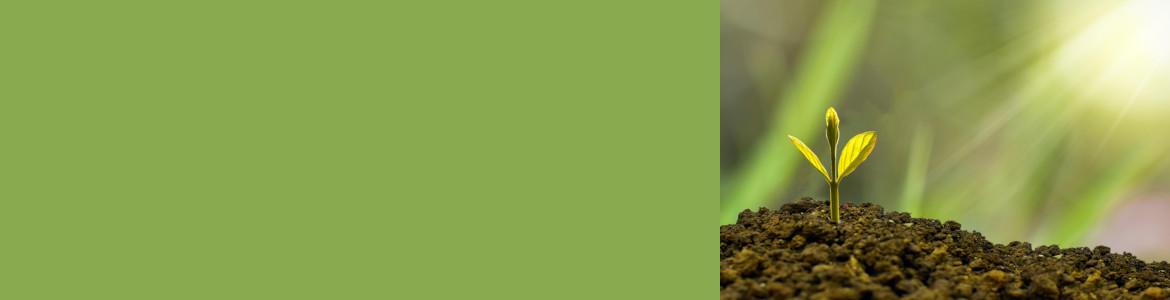 Aviso próxima convocatoria subvenciones ecodiseño Planta germinando bajo haces de sol