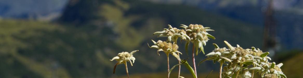 Sistema de información de enfermedades raras Fotografía de un paisaje de montaña con unas flores en primer plano