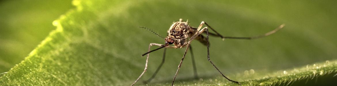 Mosquito Oropouche