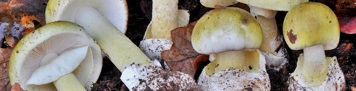 Amanita phalloides