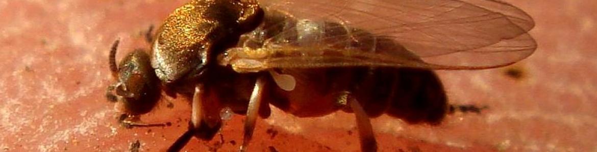 Mosca negra (Simulium erytrocephalum) sobre la piel