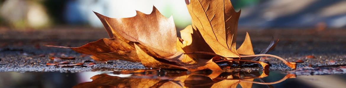 Hoja caída Hoja caída sobre un charco en otoño