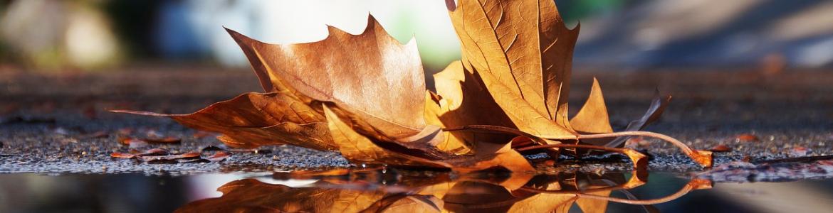 Hoja caída sobre un charco en otoño 