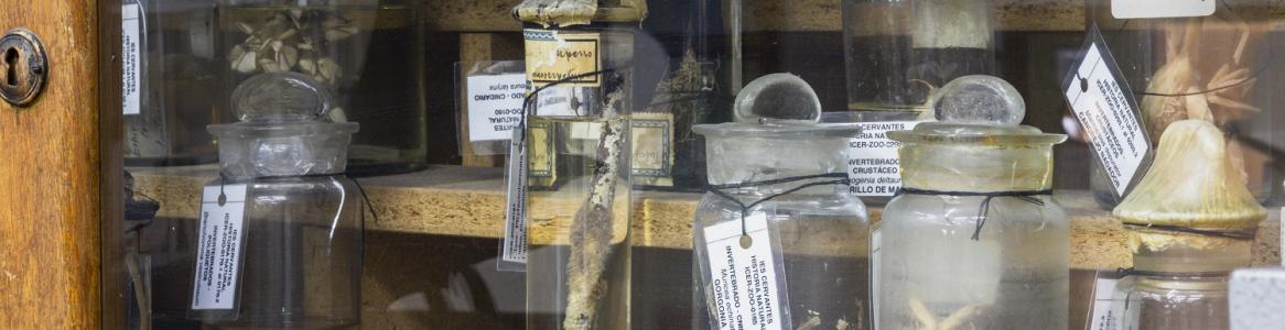 Detalle de la colección científica del Instituto Enseñanza Secundaria Cervantes