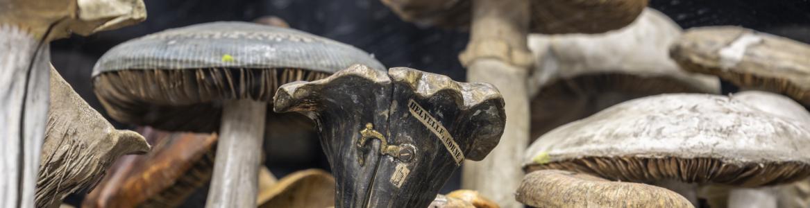 Colección científica del Instituto de Enseñanza Secundaria Cardenal Cisneros, setas