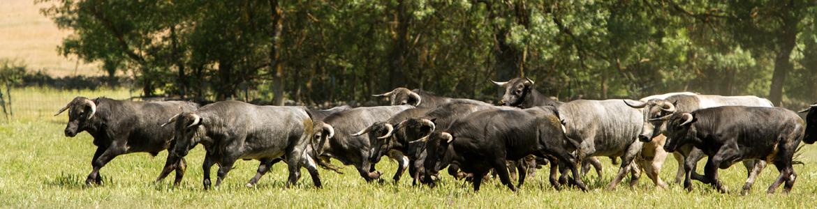 Ganadería Fernando Guzmán Guzmán Toros de la ganadería Fernando Guzmán Guzmán