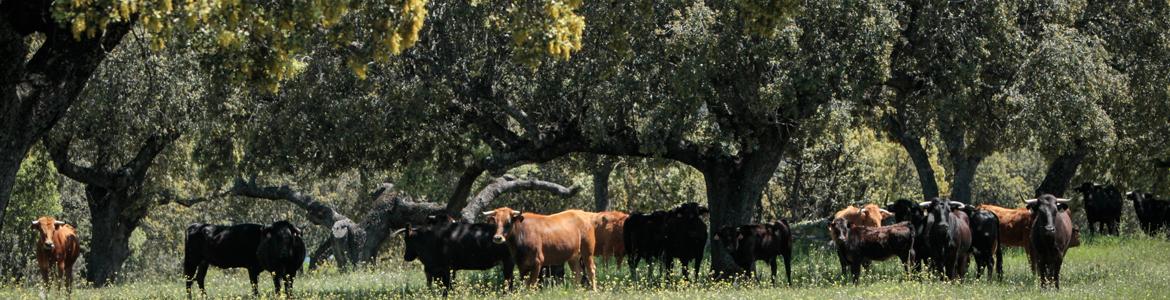 Finca  Cuarto Carretero