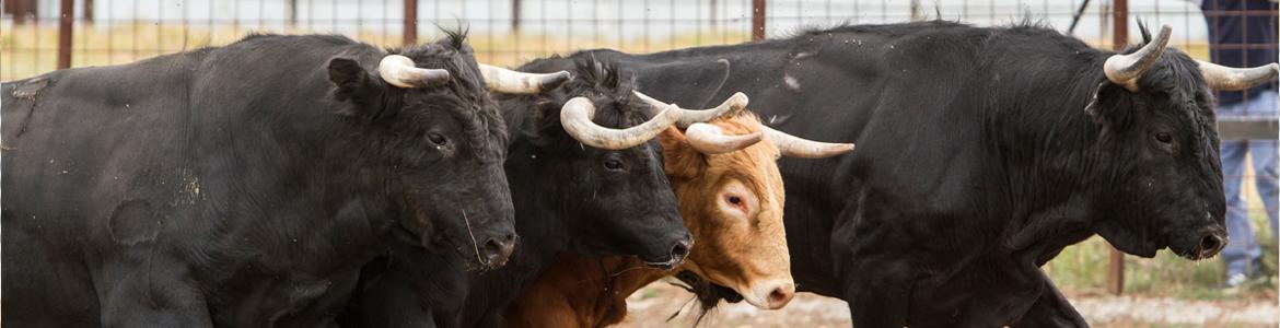 Ganadería Rosario Rodríguez Ballestero Ganadería Rosario Rodríguez Ballestero