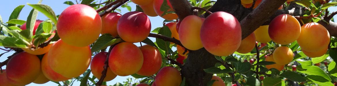 Ciruelo La Isla Primer plano de un ciruelo en la finca La Isla
