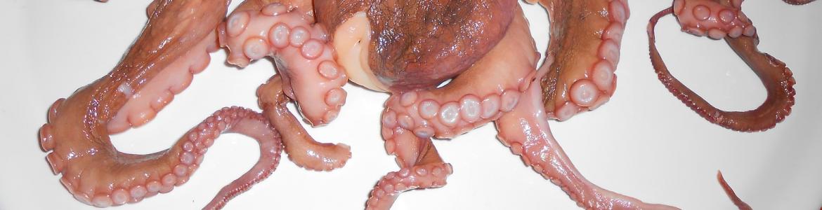 Pulpo Pulpo crudo entero