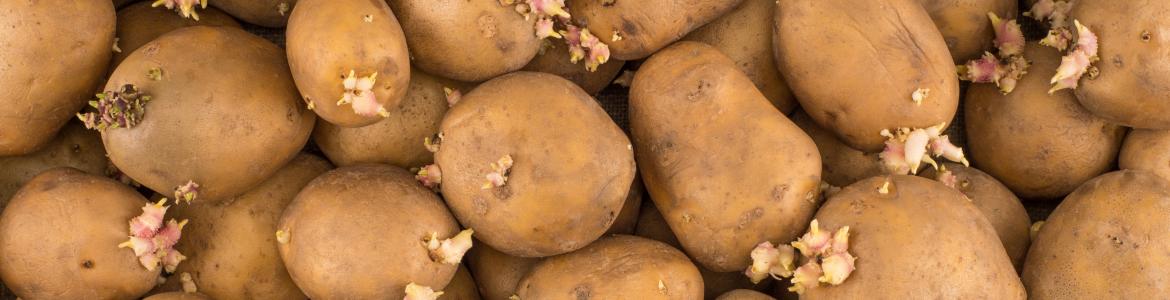 Patatas con brotes a granel