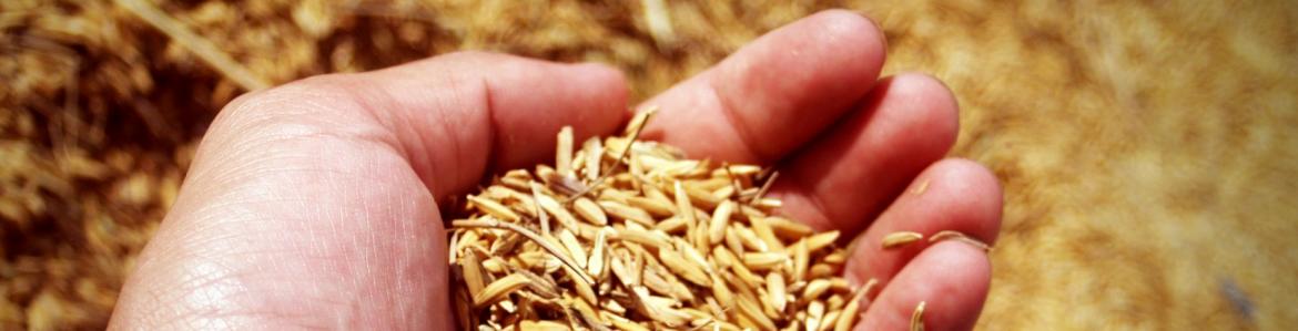 Sistemas Agrarios Sostenibles mano sosteniendo granos de arroz recién cosechados