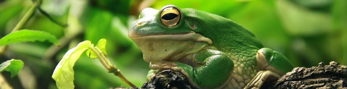 Rana verde 