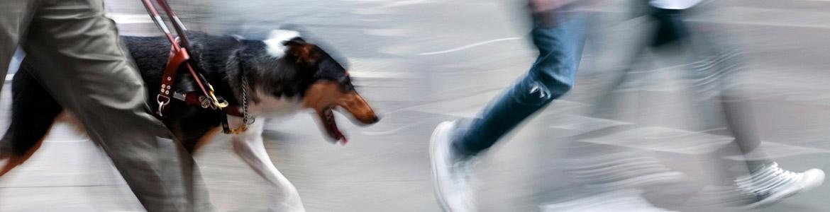 Banner de Información estadística de la población con discapacidad Imagen ilustrativa de transeúntes y perro guía