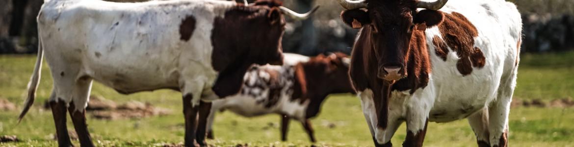 ganadería Vacas en el campo