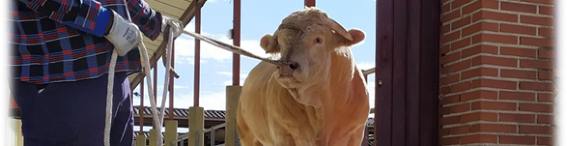 Ganado vacuno en el Centro de selección y reproducción animal