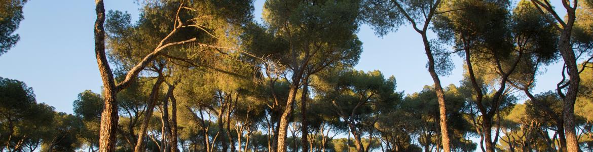 Vista de la Dehesa de la Villa de Madrid