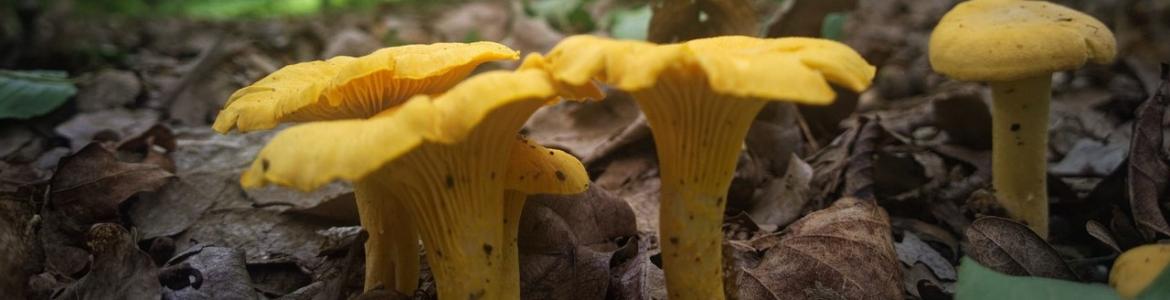 Foto cantharellus cibarius