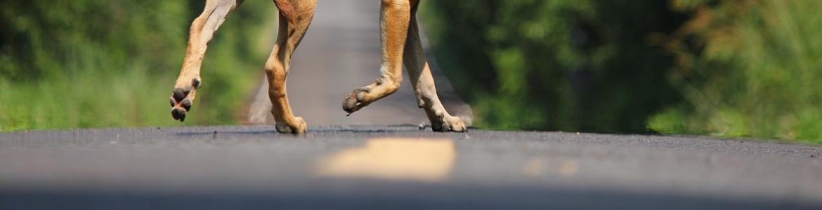 Foto perro en la carretera