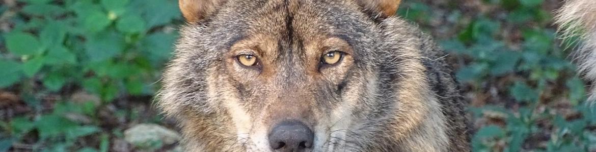 Foto lobo