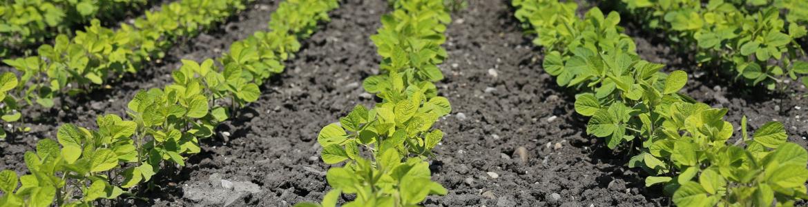 cultivo de verduras en surco