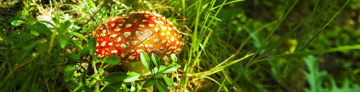 Foto amanita