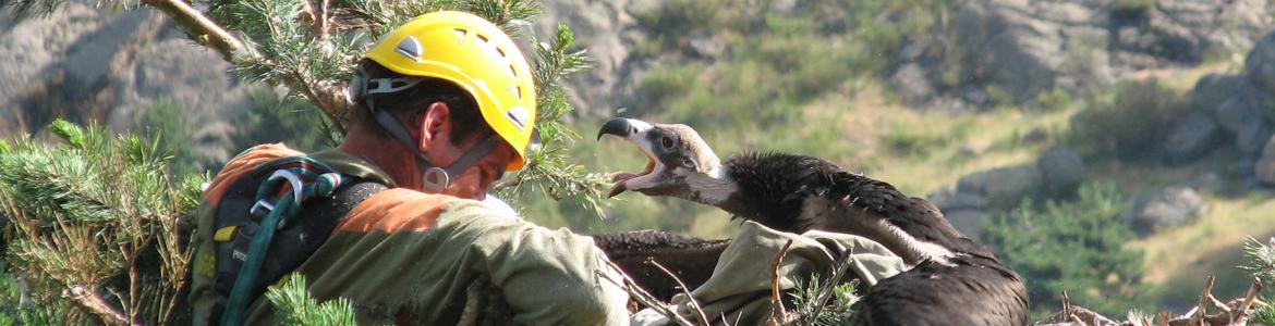 Imagen agente forestal