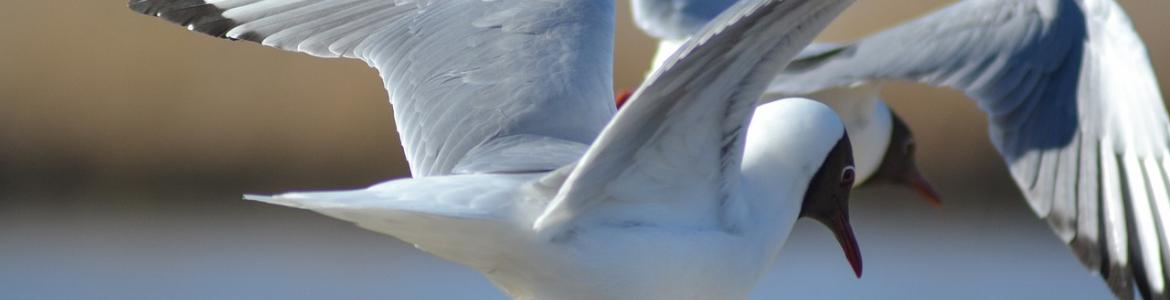 Foto gaviota reidora